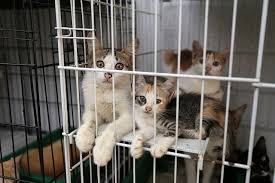 Pet stores, horse and dog races, state/county fairs, livestock shows, rodeos, field trials, dog/cat shows, or other exhibitions intended to. Malaysia Has Introduced New Laws For Animal Welfare News Rojak Daily