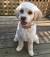 Apricot Cockapoo Short Hair