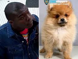 The small animals we have in store will vary by location, contact your brooklyn petco store for availability. See It Crook Pilfers Pomeranian Puppy From Nyc Pet Store New York Daily News