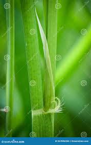 Image result for Oryza longistaminata