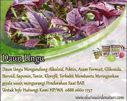 Obat Ambeien Alami Yang Ampuh Alam Tanaman Ungu