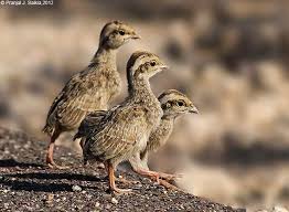 Baby Bird Identifier By Picture Grey Francolin Chicks Francolinus Pondicerianus Pet Birds Bird Mom Animals