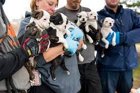 We did not find results for: Over 50 Small Dogs And Puppies Rescued From A Michigan Puppy Mill 3 Million Dogs