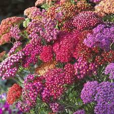 Yarrow Flowerburst Red Shades Perennial Herbs Summer Berries Pollinator Plants