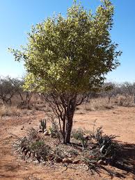 Image result for Ochna pulchra