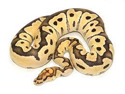 Clown Desert Ghost Qveenparĸ Ball Python Morphs Ball Python Snake Lovers