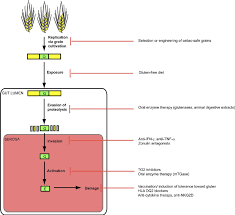 Potential Therapies Targeting Each Stage Of Celiac Disease Progression Download Scientific Diagram