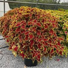 Image result for Coleus alpinus