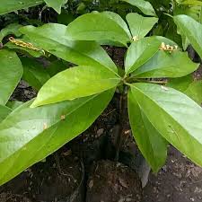 Susunan tim penyusun sari daun alpukat (persea americana miller) bagi kesehatan. Jual Bibit Alpukat Yamagata Di Lapak Bsm Bibit Super Murah Bukalapak