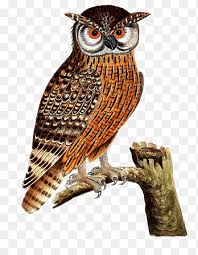 Sedangkan, masa reproduksi hewan ini terjadi selama musim semi di daerah beriklim sedang dan di seluruh daerah tropis. Burung Elang Eurasia Burung Pemangsa Burung Hantu Bertanduk Besar Burung Hantu Berdiri Di Atas Pohon Hewan Cabang Pohon Png Pngegg
