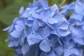 Discover where, when & how to plant them + how to care for hydrangeas for healthy beautiful blooms. Nikko Blue Hydrangea Plant Care Growing Guide