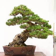 Bonsai 2067 Indoorbonsaitrees Bonsai Tree Buy Bonsai Tree Bonsai Tree Types