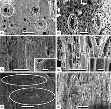 Image result for Ancylobothrys pyriformis