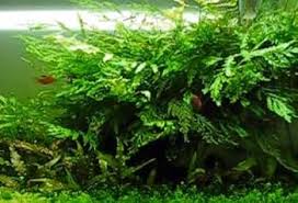 Image result for Bolbitis