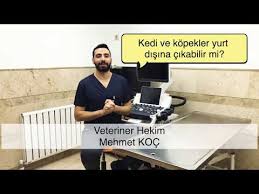Yurt Disina Evcil Hayvan Goturmek Icin Gerekli Belgeler Detayli Anlatim Youtube