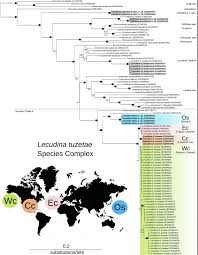 Image result for Lankesteria