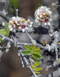 Image result for Antrocaryon nannanii