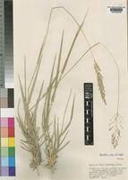 Image result for Sporobolus ioclados