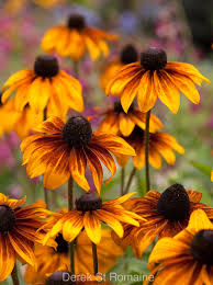Rudbeckia Hirta Rustic Dwarf Rudbeckia Hirta Amazing Flowers Flowers Perennials