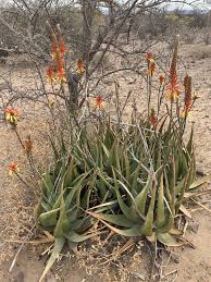 Image result for Aloe lutescens