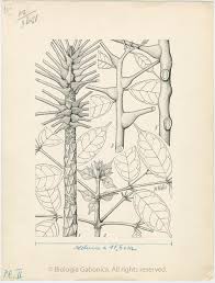 Image result for Pouchetia