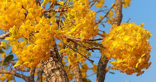 Image result for Ochna natalitia