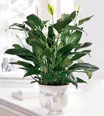 Maybe you would like to learn more about one of these? Comfort Planter Peace Lily Plant Lily Plants Peace Lily