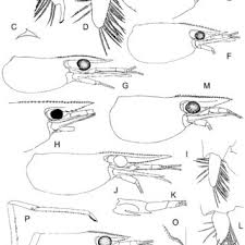 Pdf Crustacea Decapoda Caridea