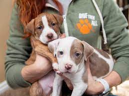 If you are interested in partnering with dallas pets alive! New Virtual Pet Adoption Event Helps Houstonians Find Furry Friends Culturemap Houston