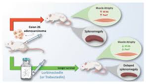 Mitosis occurs in somatic cells of plants and animals. Cancers Free Full Text Trabectedin And Lurbinectedin Extend Survival Of Mice Bearing C26 Colon Adenocarcinoma Without Affecting Tumor Growth Or Cachexia Html
