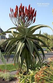Image result for Aloe excelsa