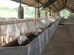 Buatlah kandang sapi yang sesuai dengan lingkungan tempat sapi di budidayakan. Gambaran Usaha Budidaya Penggemukan Sapi Pusat Sumber Daya Buruh Migran