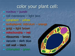 The er is also involved in cell signaling by releasing stored calcium ions (ca 2 ) into the cytosol. Cell Organelles Ppt Video Online Download