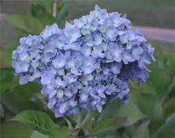 Organic Blue Hydrangea Petals Hydrangea Hydrangea Arborescens Folk Name Seven Barks And Spirit Fl Hydrangea Arborescens Hydrangea Flower Dried Hydrangeas