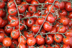Tomaten pflanzen, selber anbauen säen und ziehen. Tomaten Aussaen Anleitung Und Bester Zeitpunkt Laut Mondkalender Gartendialog De