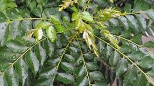 Kajian yang dijalankan terhadap pesakit kencing manis mendapati daun kari mempunyai kandungan kimia yang boleh menurunkan paras gula dalam darah. Ulam Pucuk Kari Bukan Sahaja Sedap Malah Banyak Khasiat Tapi Sayangnya Ramai Tak Tahu Semua Semua Semuanya
