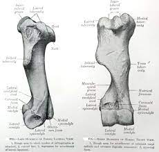 What Is Humerus The Humerus Gross Anatomy Anjani Mishra Horse Anatomy Gross Anatomy Animal Medicine
