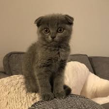 Image result for scottish fold