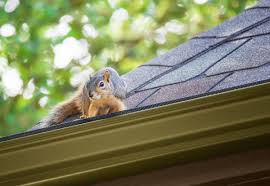 Suffolk county pest control is the leader in residential and commercial pest control, termite treatment, bed bug removal and. 2021 Squirrel Removal Cost Average Cost Of Squirrel Removal
