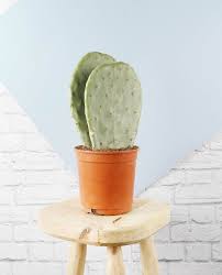 This cactus will do just fine with the occasional neglect (whether intentional or not). Beards Daisies On Instagram Prickly Pear Cactus These Clever Cacti Are Known To Produce An Edibl In 2021 Prickly Pear Cactus Prickly Pear Cacti And Succulents