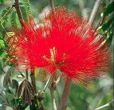 Image result for Calliandra tweedii
