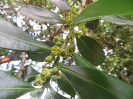 Image result for Warburgia