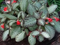 Image result for episcia