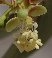 Image result for Colophospermum