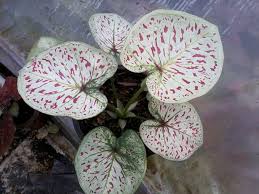 Caladium 1 Bulb Queen Of The Leafy Plant Thakonphrakiat Colourful Tropical Ebay Unusual Plants Plants Caladium
