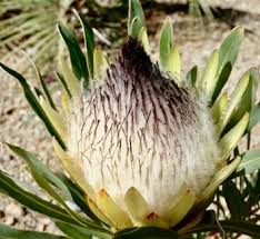 Image result for Protea argyrea