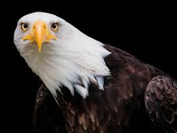 De amerikaanse zeearend werd in 1782 het nationale symbool van de verenigde staten. Kunstwerk Nieuwsgierige Amerikaanse Zeearend Bald Eagle Kijkt In De Lens Van Maaike Kruijsen Eyeshine Photography Amerikaanse Zeearend Adelaar Canvas