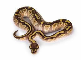 The stormtrooper ball python was an accidental morph that was bred in 2015. 63 Stunning Ball Python Morphs Our Favorite Types