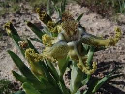Image result for Ferraria