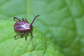 Advancements In Equine Lyme Disease Testing The Horse